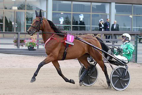 Willow Pride lähtee lauantain toiselle osamatkalle kasikaistalta.