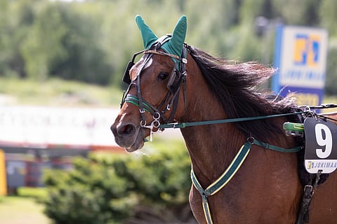 Wishing Dreams hakee Teivosta suurkilpailuvoittoa, vielä todennäköisesti korvat kiinni. Kuva: Iita-Maria Ahtiainen