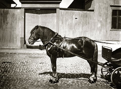 Kirppu-ori levitti sukunsa laajalle. Nyt Kuusjoella kaivetaan esiin sen Ilkka-poikaa. Arkistokuva