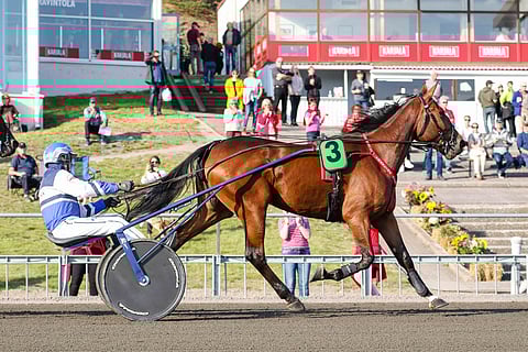 Mascate Match jäi tällä kaudella vaille suurvoittoa Ruotsissa, mutta kotimainen kausi oli täysosuma.