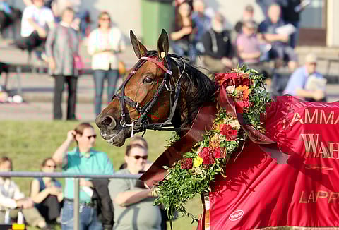 Mascate Match oli lauantaina Lappeenrannassa nelivuotiaiden lämminveristen kuningatar. Kuva: Anu Leppänen.