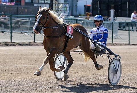 Maurizo maistuu suomenhevosten Oulu Express -finaalissa.