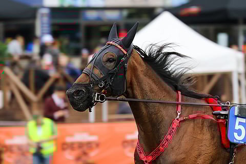 Por Nie Rockin kasvattaja Aki Porhio on luvannut reippaan ruunan hoitajalleen Noora Tuulalle. Kuva: Anu Leppänen