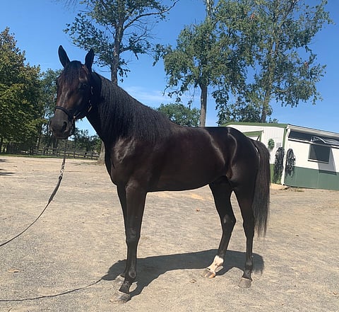 Captain Corey nauttii auringosta kotitallilla ja menestyksestä raviradoilla. (Kuva: Svanstedt Stable facebook)