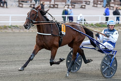 Magical Princess on rohkea vastavarma suosikki An-Dorralle. Kuva: Anu Leppänen