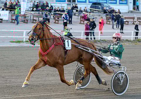 Montsan Vippi kilpaili puolitoista vuotta Susanna Purojärven tallista käsin mukavalla menestyksellä. Kuvassa tyylinäyte viime vuoden kriterium-päivältä Teivosta.