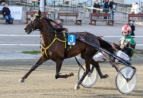 Rehab jatkaa toistaiseksi Markku Niemisen tallissa, vaikka ura Ilveksen raviliigahevosena päättyi.