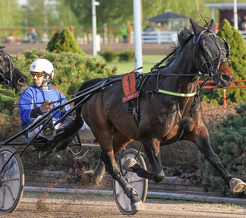 Kuvassa Catahecassa Zestiä ohjastava Ville Grönstrand lasketteli Teivossa helpon voiton valmentamallaan Grainfield Bossilla.