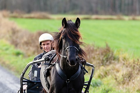 Pöylefanten on vielä Suomessa voittamaton. Kuva: Anu Leppänen