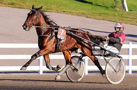 Sultan Of Soprano pitää Tapio Perttusen menestyskannassa.