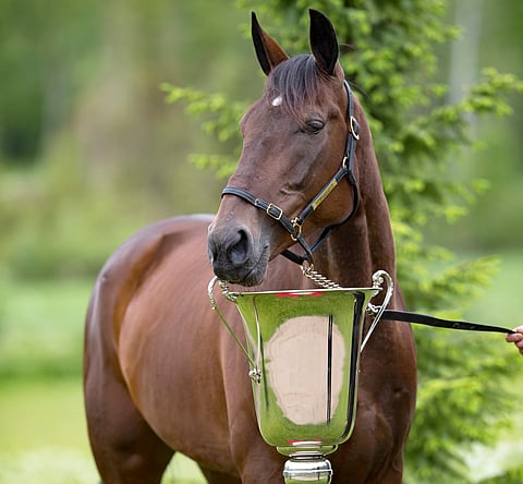 Huippukilpatamma Venicen blup on 150. Se on yksi palkkion saavista tammoista. Kuva: Juhani Hynynen