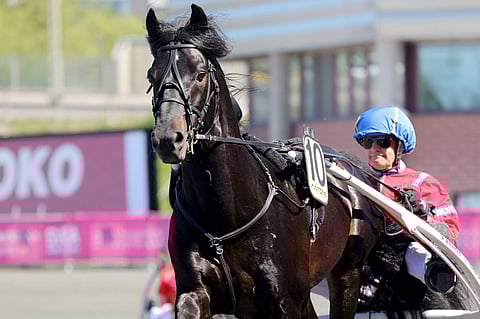 Viime kevään Elitkampen Solvallassa jäi Månprinsen A.M:n uran toiseksi viimeiseksi startiksi. Siinä se sijoittui toiseksi ajalla 19,3.