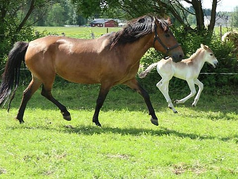Martsa ja Marling. Kuva: Heikki Karjula.