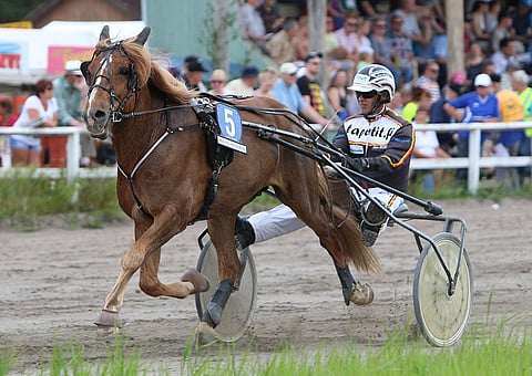 Tähtitie (arkistokuvassa Seppo Markkulan ajamana) on tehnyt elämänsä parhaan kauden Mirva Janatuisen suojattina.