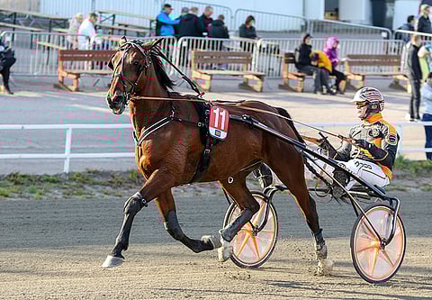 Antti Veteläisen Quartam de Victor pystyy voittoon.