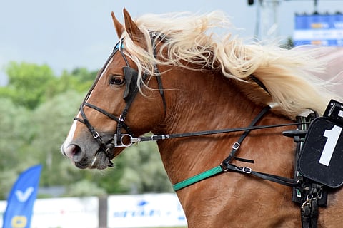 Liinaharjaista Tureliusta käytettiin myös siitokseen. Sillä on jälkeläinen mm. Huimariinan kanssa. Kuva: Roosa Lindholm