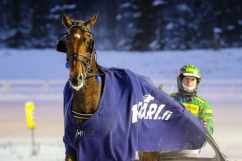 Credit To Love on kaartanut Anne Kankaalta tänä talvena jo viidesti voittajaesittelyyn.