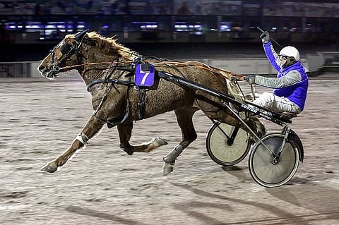 Ville Mikkasen käsissä hurjan  voittovireen löytäneen Dzingelin ura jatkuu Tuulia Parkkosen omistuksessa ja Jani Punkkisen valmennuksessa.