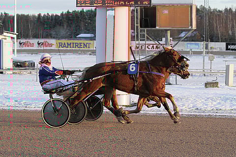 Nousuvireinen Layla kelpaa ideavarmaksi illan Toto5-kierrokselle Metsämäkeen.