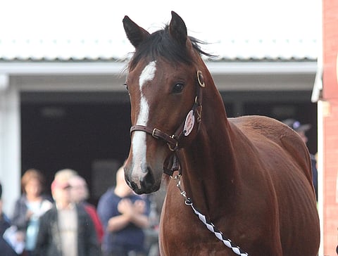 Rainbow Giant kaupattiin Ypäjän huutokaupassa 2014 Anssi ja Heli Penttilälle. He puolestaan myivät ruunan vuonna 2018 hevosen nykyisille omistajille.