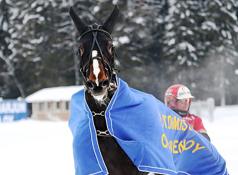 Ridgehead Laurette hakee paluuta voittokantaan.