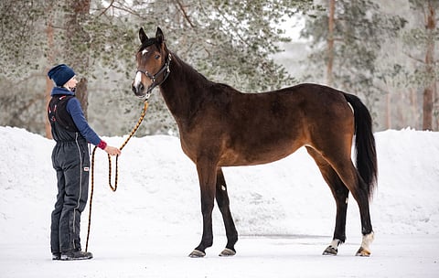 Ready Cashin tytär Stonecapes Violet on näyttävä ilmestys. Kuva: Maisa Hyttinen