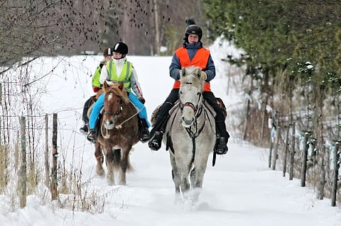 Jos liikkumisrajoitukset tulevat voimaan, rajoitusalueilla hevosia saanee liikuttaa, mutta ei ryhmässä.