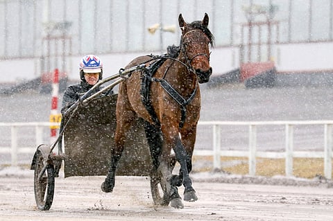 Stonecapes Tricky esiteltiin Hevosurheilun viime kevään 3-vuotiskatsauksessa yhtenä Harri Koivusen tallin toivoista, eikä suotta.