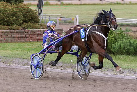 Making Match kilpailee nyt toisen kerran Ari Vianderin valmennuksesta. Kuvassa ori nelivuotiskaudella Olli Koivusen ohjastamana. Tänään kolmosradalta lähtevää oria tahdittaa Tapio Perttunen.