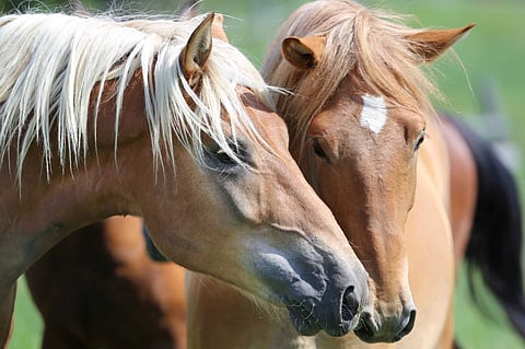 Suomenhevosen työhevossuunta on muuttumassa työ- ja käyttösuunnaksi. Kuva: Hanna Laakso