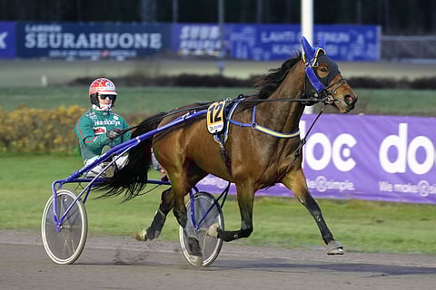 Hannu Torvisen ohjastama Just A Flirt on määrätietoinen hevonen, joka palasi tauolta reilu viikko sitten vahvassa vireessä. Arkistokuva: Anu Leppänen
