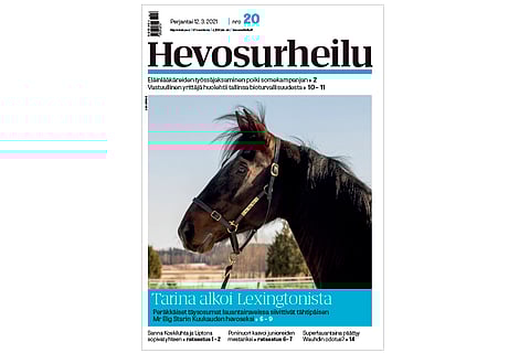 Kuusivuotiaan Mr Big Starin 39 kilpailua ovat tuoneet totosijat 8-10-5. Kannen kuva: Anu Leppänen.