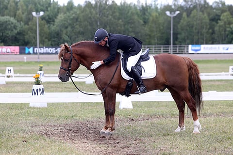 Sibbo, monivuotinen mestaruuksien menestyjä. Ratsastaja Krista Mutanen.