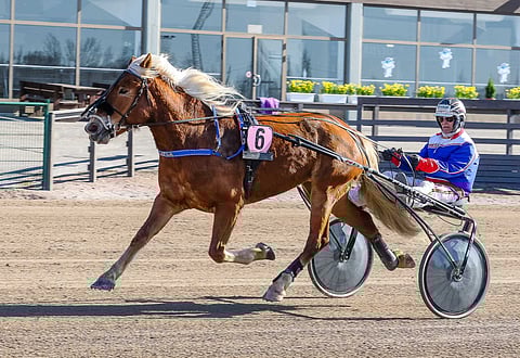 Layla voitti Toto75-lähdön nimenomaan Tampereella 7. elokuuta. Lauantaina tamma avaa kautensa.
