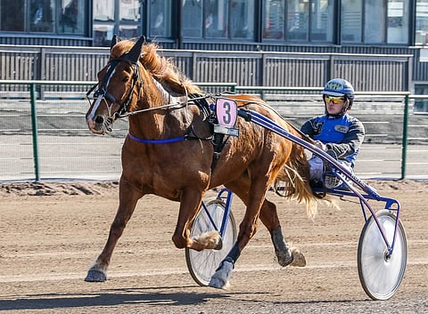 Juha Kurhelan usein ohjastama Liinan Liekki on voittanut viisi kauden yhdeksästä kilpailustaan.