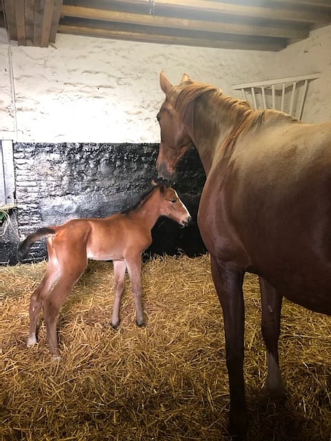 Liza Josselyn seisoo jo oljilla topakasti emänsä Belinan tarkkaillessa. Kuva: Belina Josselyn facebook