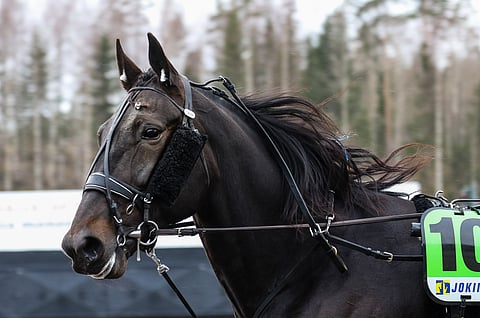 Hurjaluokkainen No Limit Royalty on Jokimaan ideavarma.
