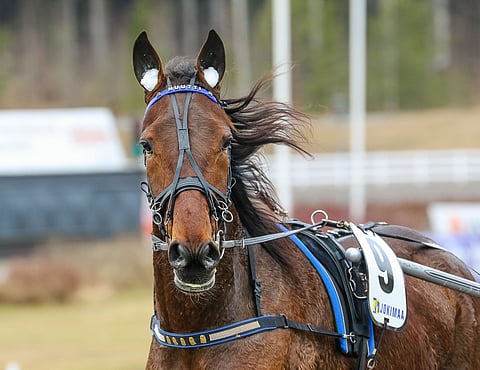 Piece Of Hero on kilpaillut urallaan 33 kertaa totosijoin 7-9-4.