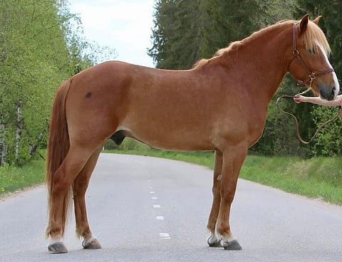 Heiveröisestä varsasta on kasvanut vankkarakenteinen ori. Kuva: Rinna Tammimetsä