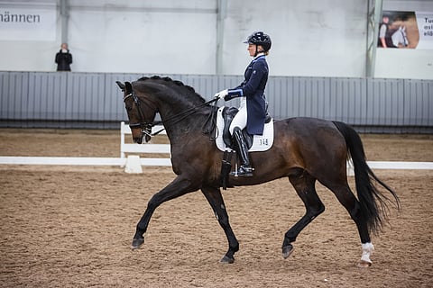 Sangraal on myös hallitseva hallimestari kouluratsastuksessa.
