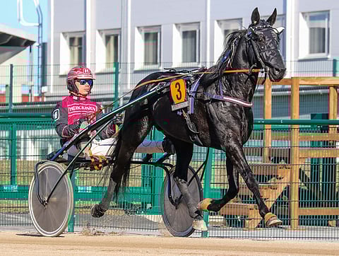 Ubertino Grif palautui lauantain kansainvälisestä kilpailusta nopeasti. Kuva: Anu Leppänen.