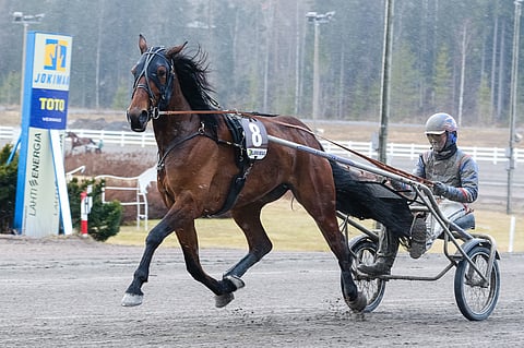 BWT Divine ja Olli Koivunen suuntaavat Jokimaan Best Ladyn jälkeen Seinäjoen avoimeen tammalähtöön. Kuva: Anu Leppänen