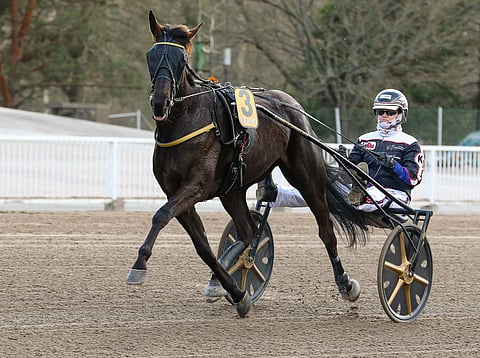 Kenneth Danielsenin valmentama, ohjastama ja osaomistama Dusktodawn Boogie starttaa Tammakriteriumin finaaliin nelosradalta.