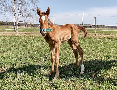 Edwina Ordenin varsa syntyi sopivasti lämpöaaltoon ja pääsi jo reilun vuorokauden ikäisenä ulos paistattelemaan päivää. 