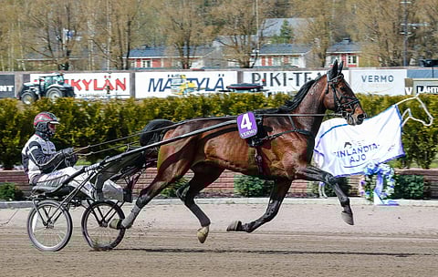 Gerris Trix kilpaili Finlandia-viikonloppuna Vermossa. Tuolloin ori oli vielä Marjo Kivimaan ja kuvassa kärryillä istuvan Mika Forssin valmennuksessa.