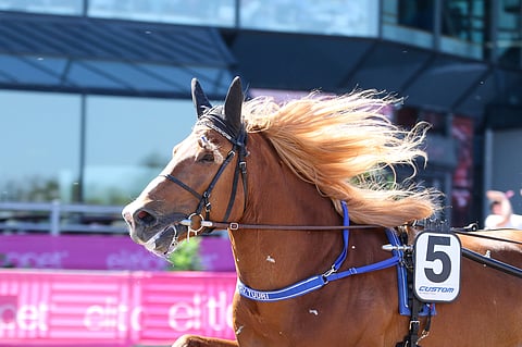 H.V. Tuuri ei ole tänä vuonna jäänyt totosijojen ulkopuolelle. Kuva: Anu Leppänen