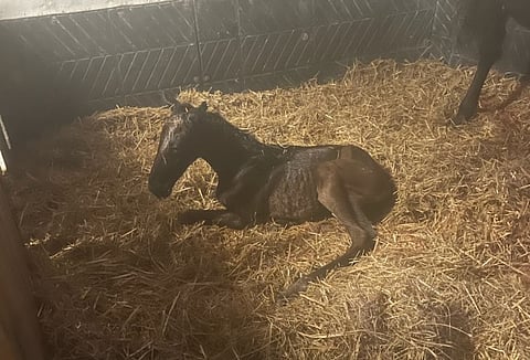 Perjantaina Ruotsiin syntynyt orivarsa Greenshoesta on ensimmäinen Stuteri Kempille ja Suojalampi Stablesille Nirvana Grifistä. EDIT: korjattu varsan suku.