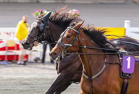 An-Dorran (takana) kausi päättyy lauantain Kasvattajakruunuun, jossa vastaan asettuu tuttu kilpakumppani Magical Princess.