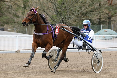 Qiulius On Stage on vaativan tehtävän edessä ensi keskiviikkona, kun se tavoittelee paikkaa derbyfinaalissa.