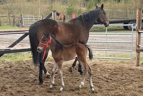 Venicen kolmatta varsaa saatiin odottaa kolme viikkoa yli lasketun ajan.